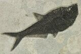 Beautiful Fossil Fish (Diplomystus) with Branch - Wyoming #275194-1